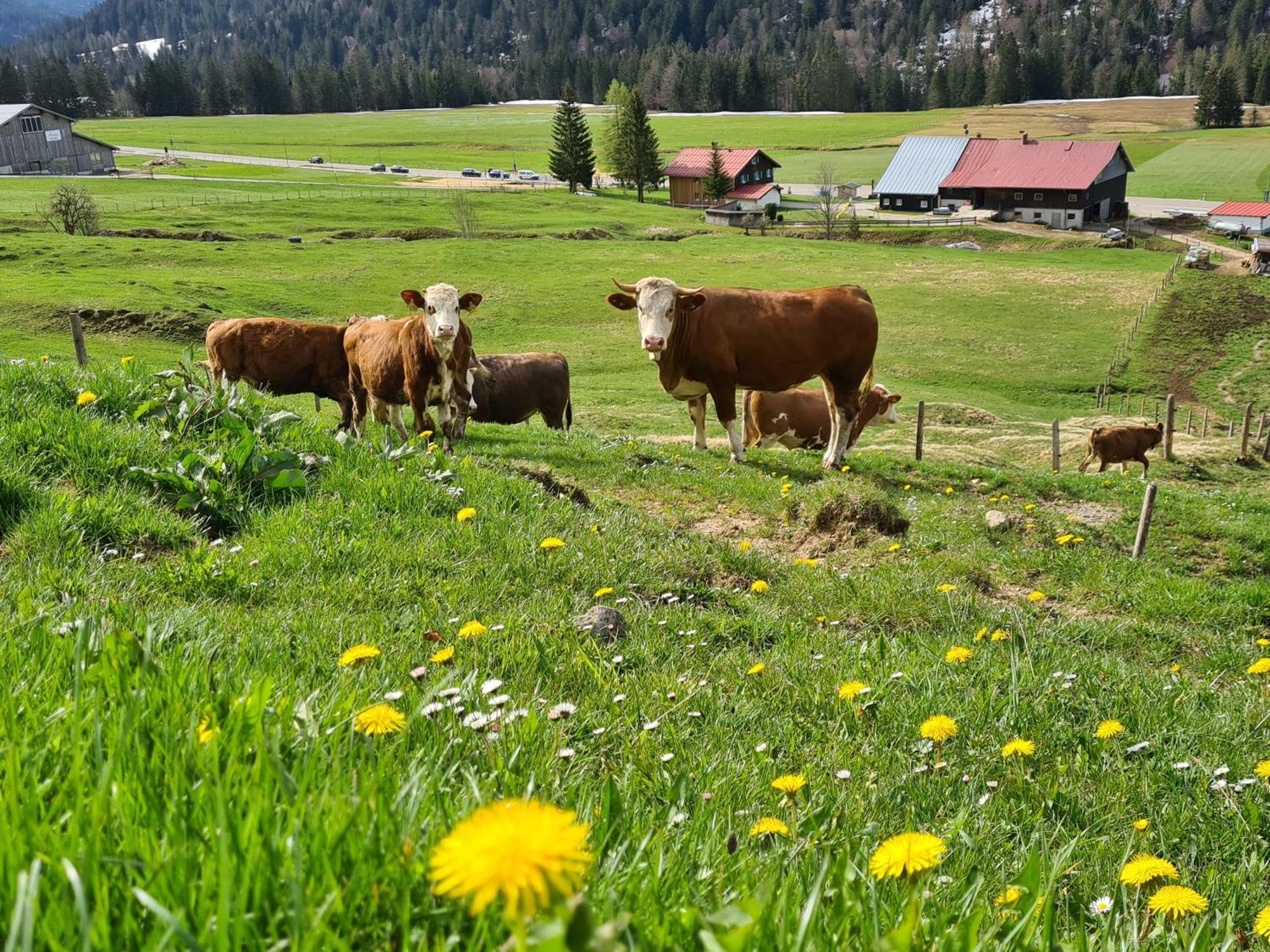Alpe Berg * Balderschwang